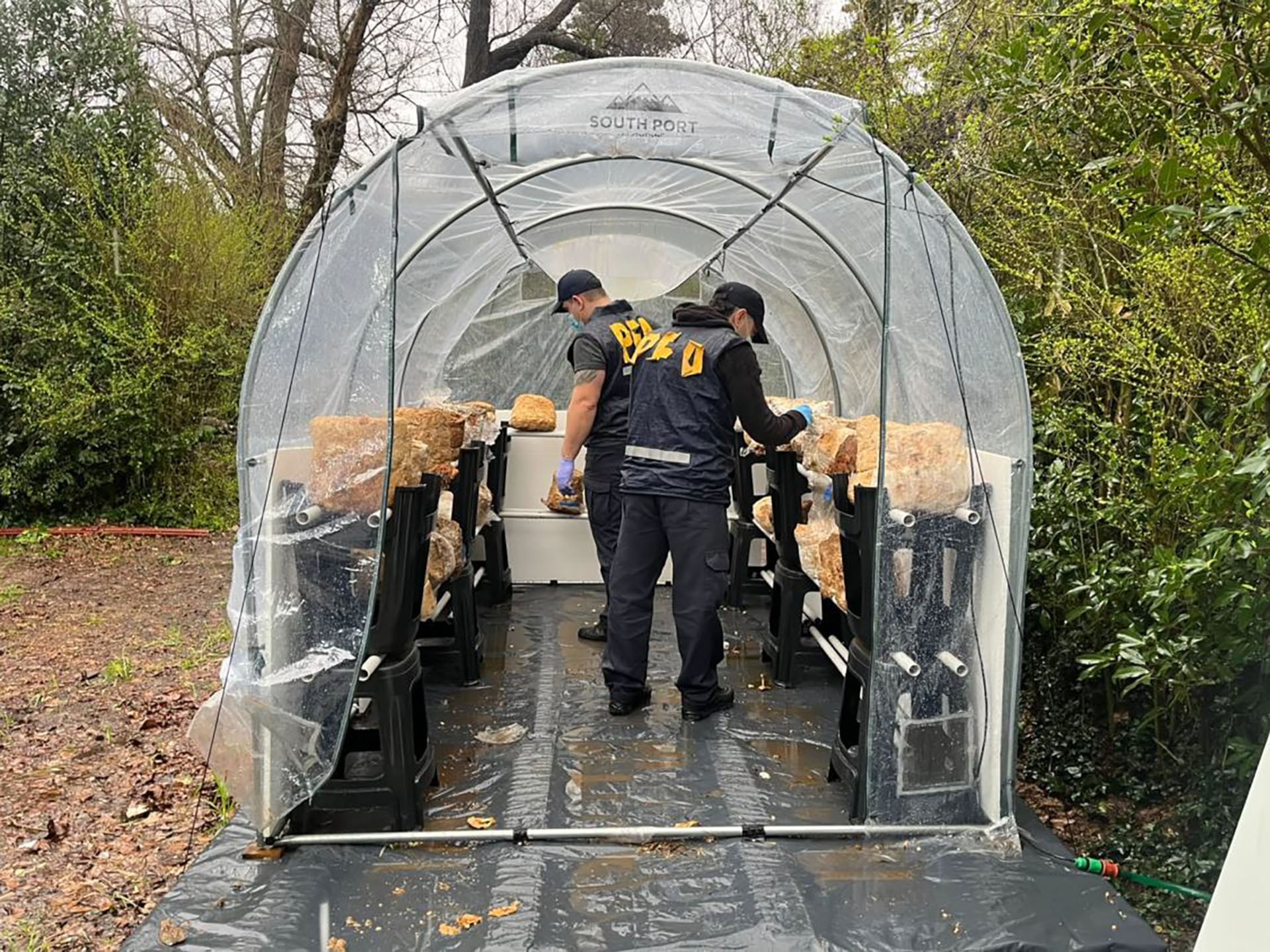 El interior de uno de los invernaderos en Maquinista Savio