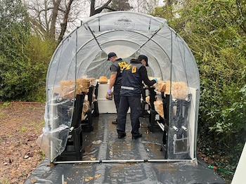 cultivador de hongos alucinogenos maquinista savio