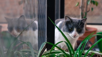 Un estudio lo confirma: si tu gato doméstico tiene acceso al exterior, tiene las mismas probabilidades de contraer una enfermedad contagiosa que uno callejero