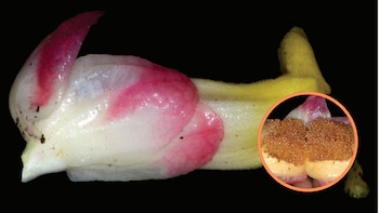 Impresionante planta trepadora es hallada