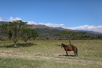 Un caballo transita por un