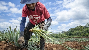 Productores advierten que fenómeno de El Niño podría encarecer importaciones y exportaciones de Costa Rica