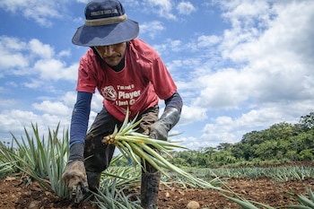 Hombre con sombrero "Pinales de Santa Clara" y camiseta roja se inclina para recoger brotes de piña en un campo. El cielo azul con nubes y árboles son visibles.