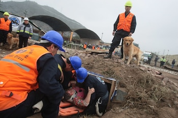 Los perros tienen una habilidad