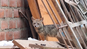 Cachorro de zorro andino aparece en car wash de SMP: Tin Tin fue alimentado con pollo y frutas antes de su traslado por Serfor