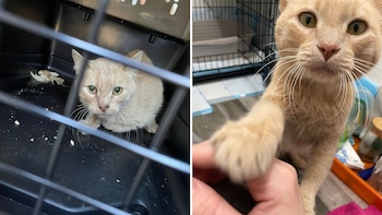 Shambles cuando fue rescatado por