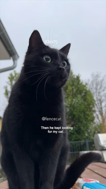 El gato negro desapareció un