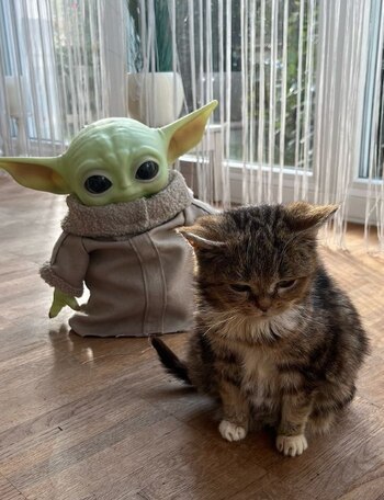 Su dueña anunció con un