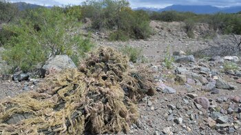 Los efectivos de esta unidad