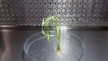 Hacia el arroz del futuro: