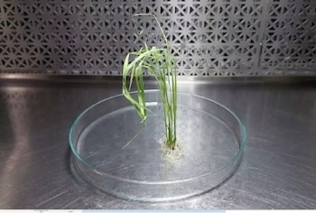 El INTA logró regenerar plantas