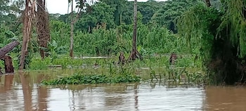 El municipio permanece parcialmente incomunicado por los daños en las vías hacia Olancho. El sector ganadero también reporta pérdidas ocasionadas por las inundaciones. (Foto: Fuerzas Armadas)