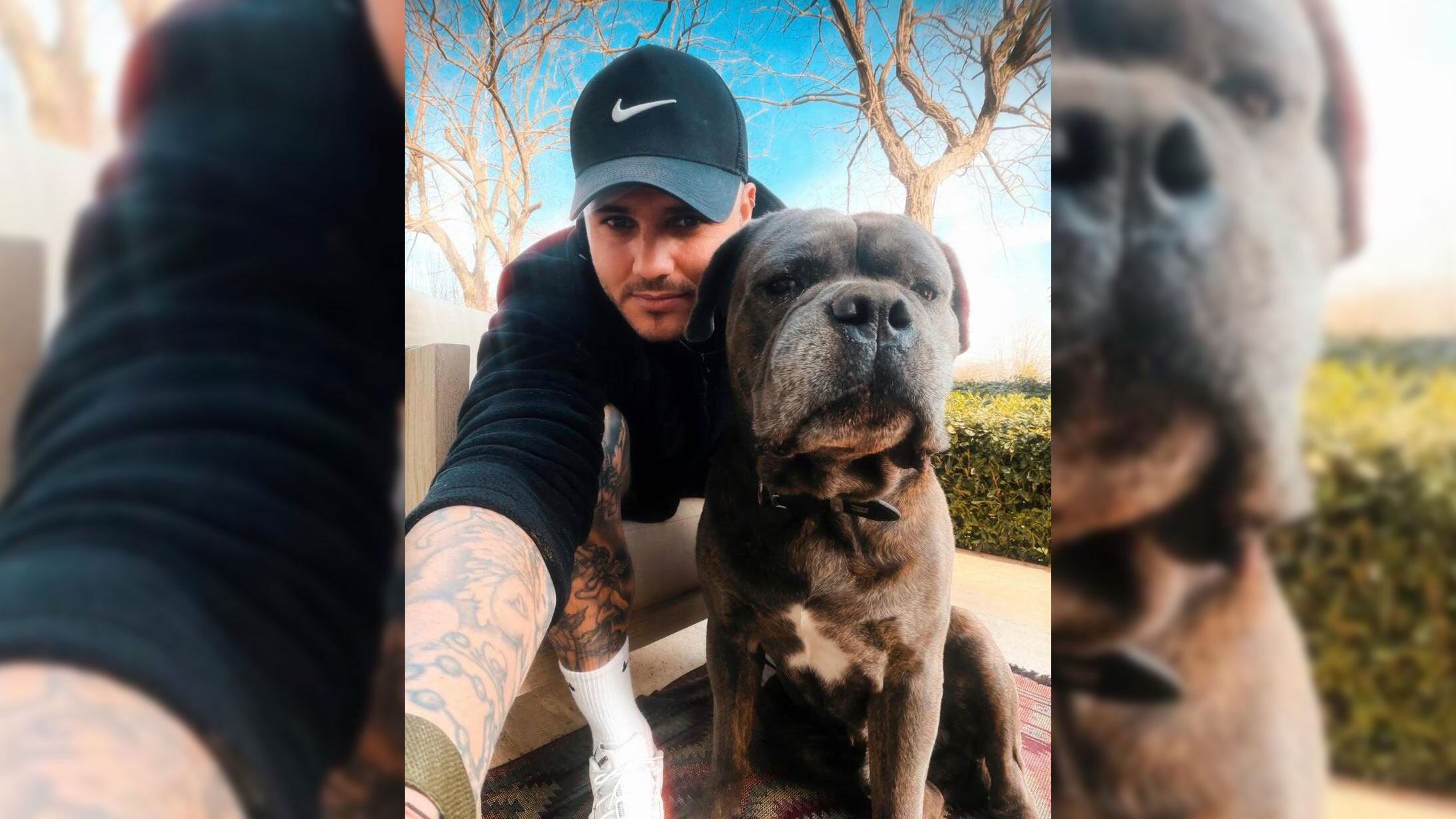 El Cane Corso, raza que acompaña a Mauro Icardi, proviene de la antigua Roma y era utilizado como perro protector de hogares y propiedades, un legado que hoy se refleja en su instinto de “guardaespaldas”