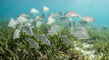 Un grupo de peces plateados nada sobre un fondo de vegetación marina verde en agua clara.