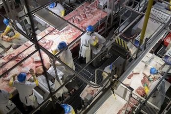 Employees butcher pork at a