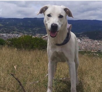 La indignación por parte de