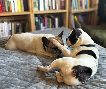 El bulldog francés encontró el