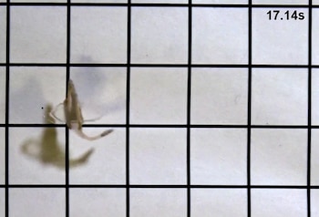 "Nuestro objetivo final es construir