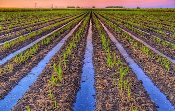 El CONSAA, tiene como objeto