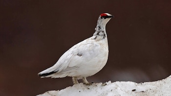 Francia suspende la caza de