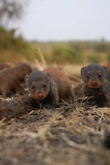 Las mangostas machos con bandas