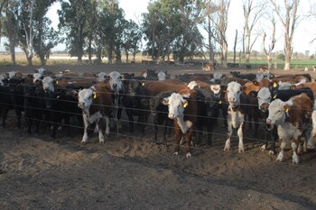 Ahora el feedlot debe competir