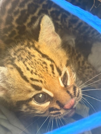 La Corporación para el Desarrollo Sostenible del Norte y el Oriente Amazónico intervino para brindar protección y atención veterinaria al animal - crédito Ejército Nacional