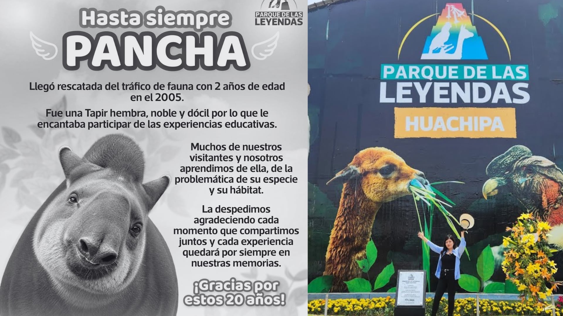 Pancha llegó al Parque de las Leyendas en 2005, cuando tenía apenas dos años, luego de ser rescatada del tráfico de fauna silvestre. Composición: Infobae