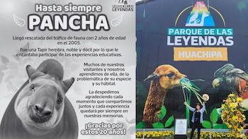 Pancha llegó al Parque de las Leyendas en 2005, cuando tenía apenas dos años, luego de ser rescatada del tráfico de fauna silvestre. Composición: Infobae