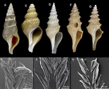 Cinco conchas espirales de caracol marino marcadas con letras en la parte superior y tres imágenes microscópicas de rádulas en la inferior