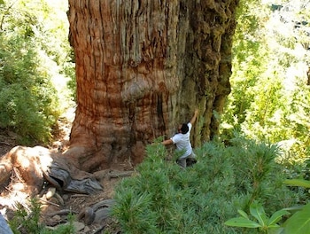 El Gran Abuelo, tiene una