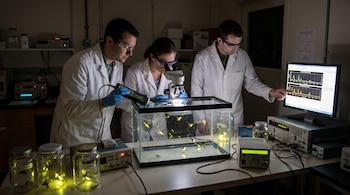 Tres científicos con batas y gafas de seguridad observan luciérnagas dentro de un tanque de vidrio y varios frascos, con equipos de laboratorio y un monitor de computadora.