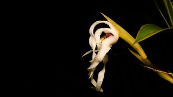 La Maxillaria andina tiene una