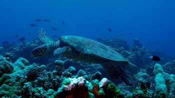 Una tortuga marina cruza tranquilamente