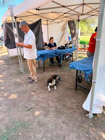 Un hombre de pie usa un dispositivo móvil bajo una carpa, mientras una mujer anota en una mesa y un perro blanco y negro descansa en el suelo de tierra