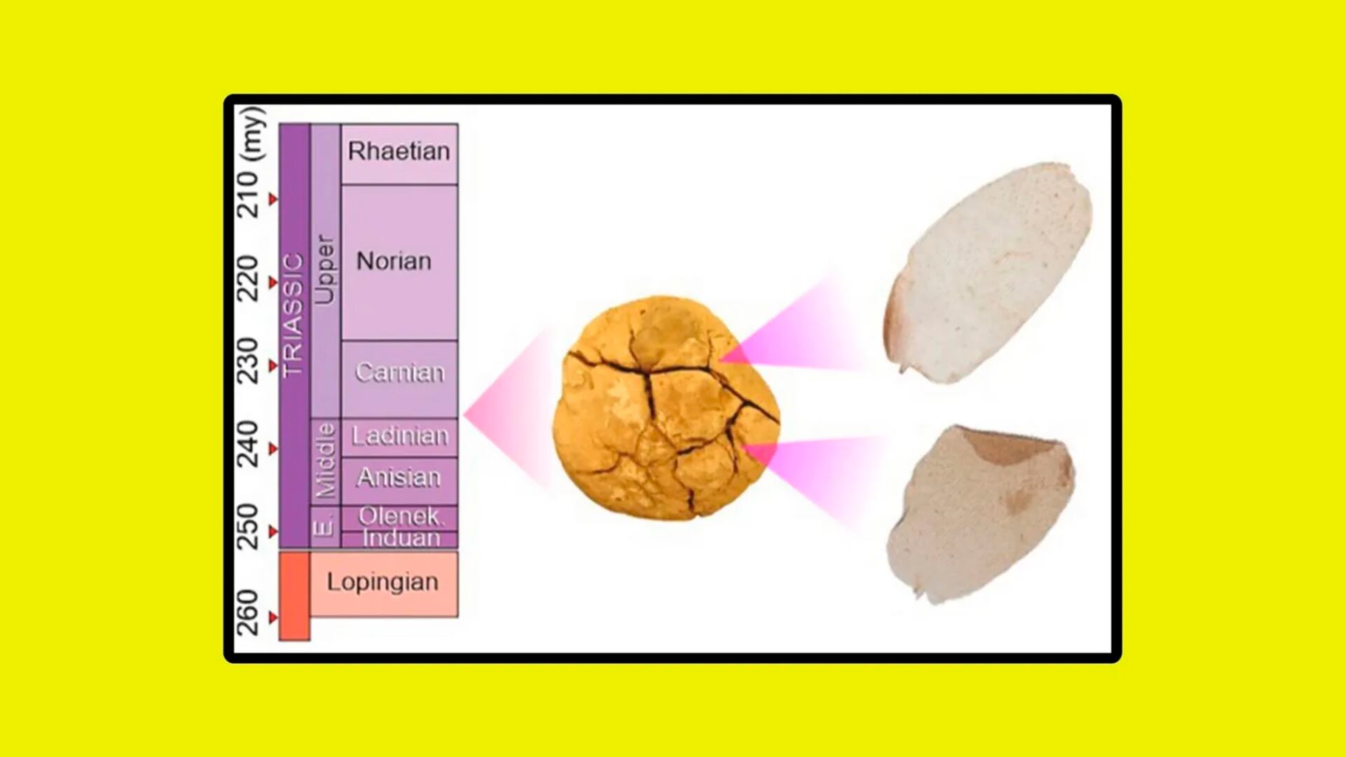 Ampatiri eloisae: una nueva especie de mariposa revela secretos de la evolución temprana de los lepidópteros (Journal of South American Earth Sciences)
