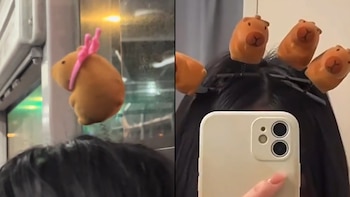 Estos curiosos animales se volvieron