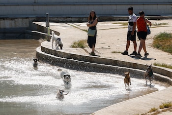 Varias mascotas se refrescan en el parque de la España Industrial de Barcelona. (Quique García/EFE)