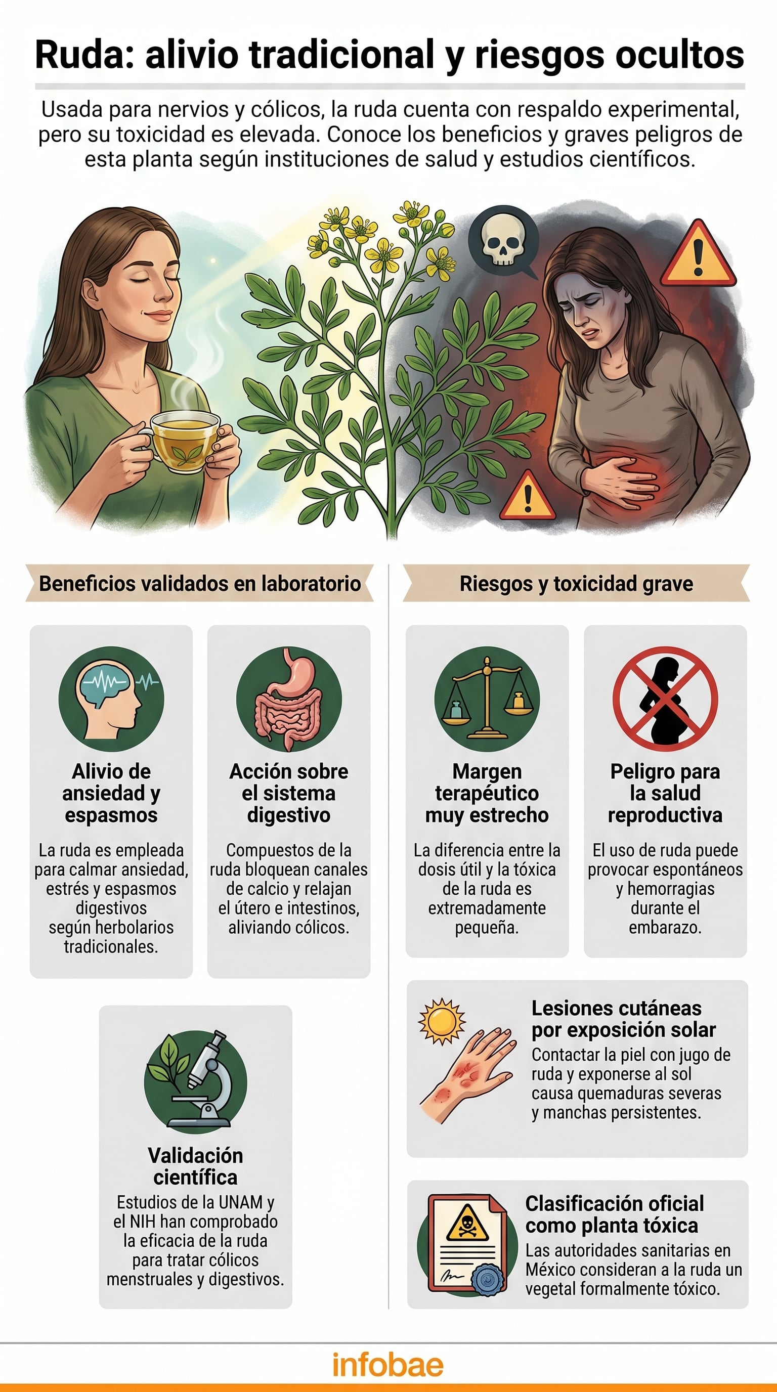 La ruda ofrece beneficios para aliviar ansiedad y cólicos, pero su uso conlleva riesgos severos como toxicidad reproductiva, lesiones cutáneas y daño orgánico, según validación científica y autoridades sanitarias. (Imagen Ilustrativa Infobae)