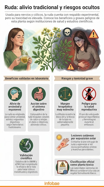 Infografía sobre la ruda mostrando una mujer bebiendo té tranquilamente y otra sufriendo, junto a la planta. Se ilustran beneficios y riesgos graves para la salud.