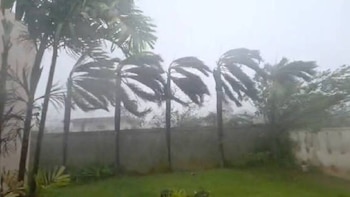 Varias palmeras con copas dobladas por el fuerte viento de una tormenta. Fondo de cielo nublado y un muro. Un jardín con césped verde en primer plano