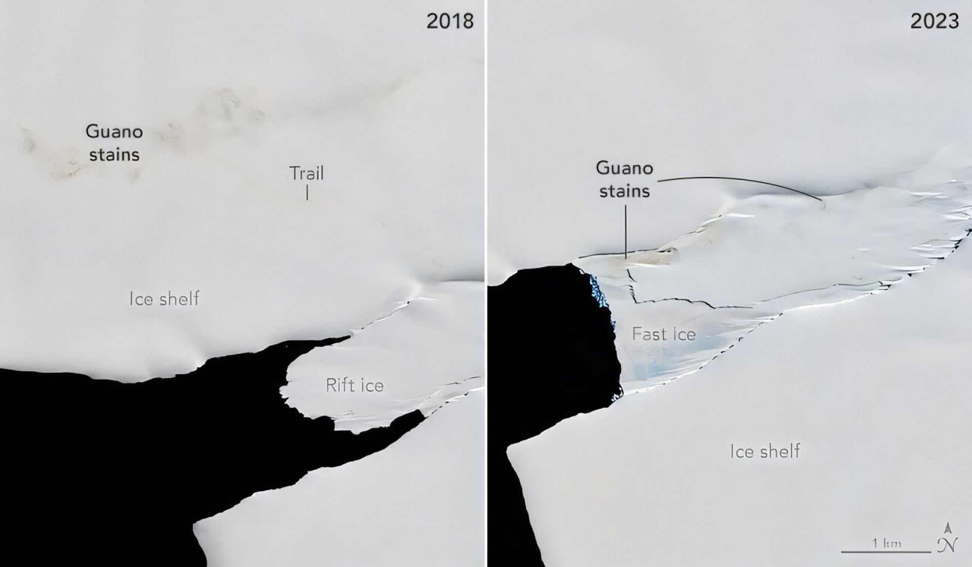 La colonia de Isla Smyley, en el mar de Bellingshausen, tiene presencia confirmada desde 1989 y suma unos 6.000 pingüinos emperador (Observatorio Terrestre de la NASA/Michala Garrison)