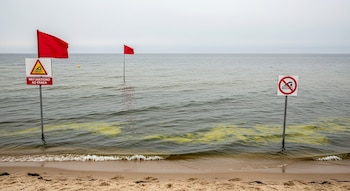 Playa con arena clara, agua grisácea con manchas verdosas, dos banderas rojas en postes, una señal de advertencia triangular con nadador y texto, y una señal de prohibido nadar.