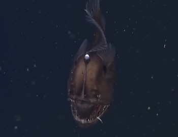 Fosa de las Marianas