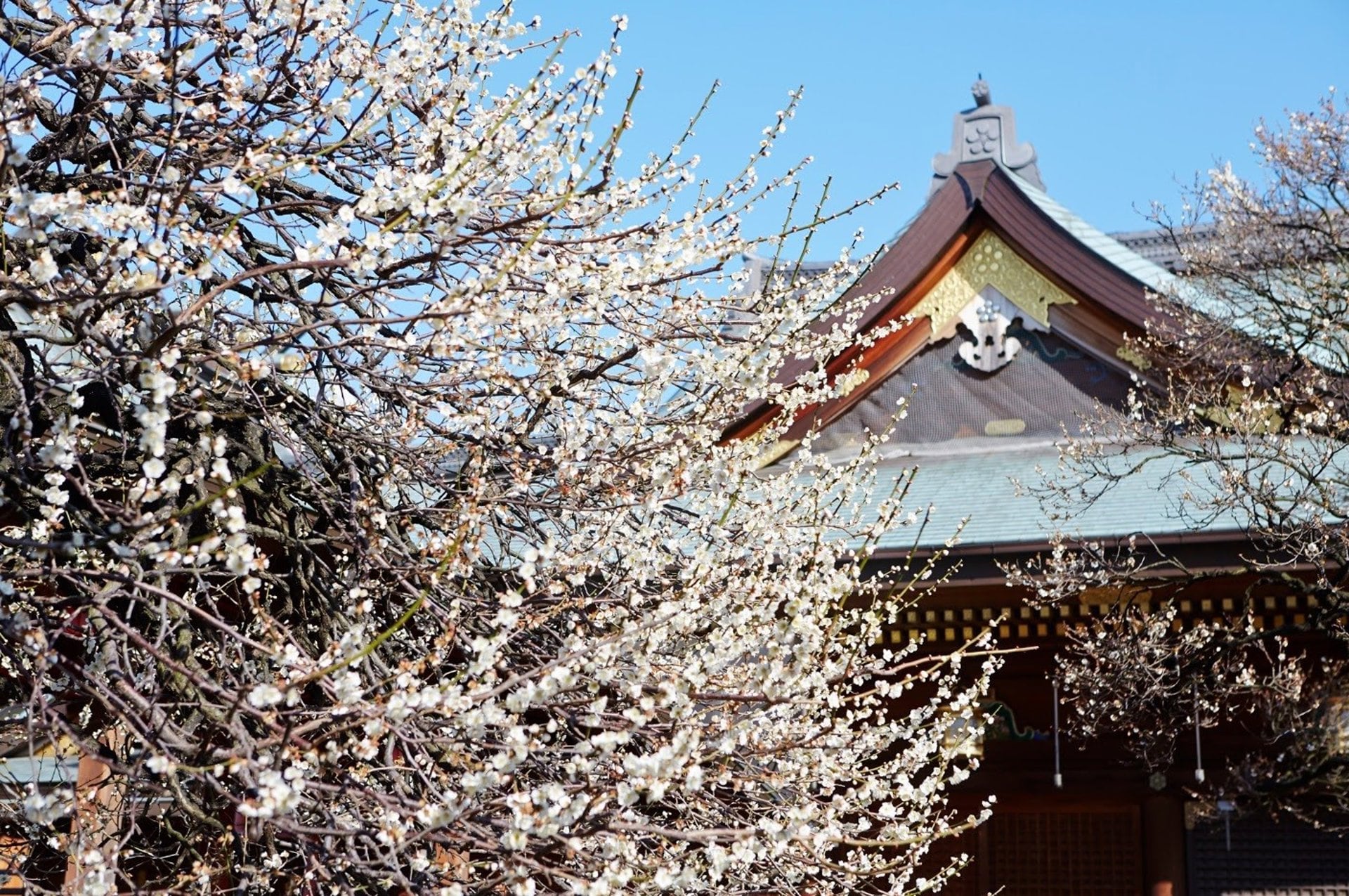 Japón reinventa sus rituales funerarios ante el colapso demográfico y el alto costo de morir
