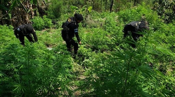 La Policía Nacional Civil de Guatemala erradicó más de 77,000 matas de marihuana en Las Cruces, Petén, tras exitosos operativos antinarcóticos. (Cortesía: PNC Guatemala)