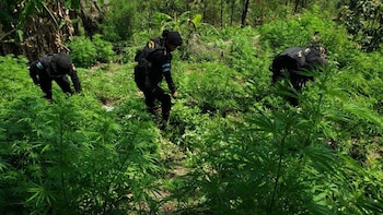 La policía nacional civil de Guatemala destruye sembradíos de marihuana en Las Cruces, Petén