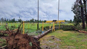 Los árboles fueron los grandes