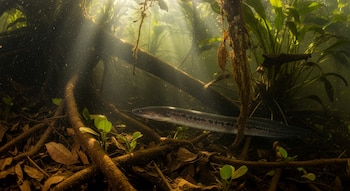 Las anguilas eléctricas utilizan tres