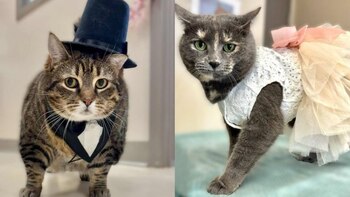 Después de convertirse en una